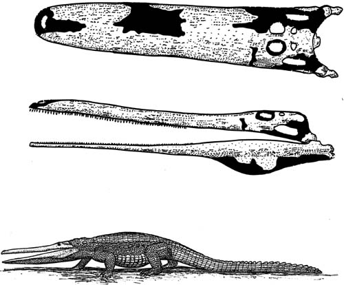 http://www.dinohunter.info/images/Stromatosuchus1.jpg